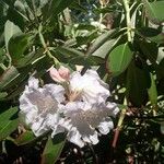 Rhododendron decorum Flor