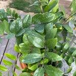Zamioculcas zamiifolia Levél