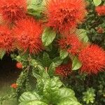 Combretum constrictum 花