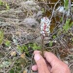 Hebenstretia angolensis Blomst