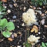 Anemone multifida Flor