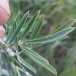 Indigofera lespedezioides Hoja