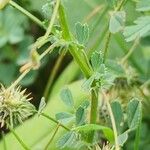 Medicago laciniata Schors