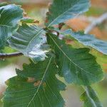 Quercus mongolica Feuille