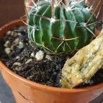 Stenocactus multicostatus Hoja