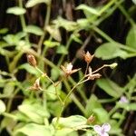 Murdannia nudiflora Owoc