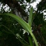 Epidendrum octomerioides Kůra