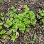 Sedum ternatum Leaf