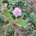 Pavonia urens Hoja