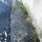 Agrostis stolonifera Plante entière