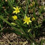Gagea reverchonii Habit