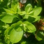 Euphorbia peplus List