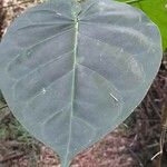 Macropharynx peltata Leaf