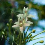 Millingtonia hortensis Fleur