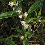 Sarcococca hookeriana Staniste