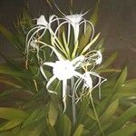 Hymenocallis littoralisफूल