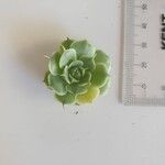 Echeveria derenbergii Foglia