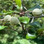 Pittosporum tenuifolium Fruit