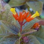 Chrysothemis pulchella Flor