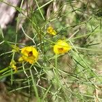 Senna artemisioides Blüte