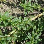 Amaranthus graecizans पत्ता
