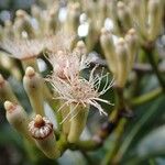 Syzygium multipetalum Bloem