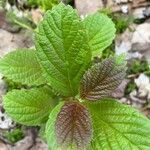 Viburnum sieboldii Φύλλο