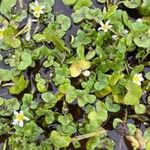 Ranunculus hederaceus Çiçek