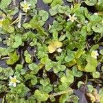 Ranunculus hederaceus Blüte