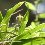 Angraecum obversifolium Blad