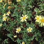 Argyranthemum maderense Кветка