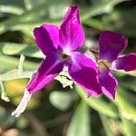 Matthiola incana Fiore