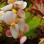 Begonia bowerae Flor