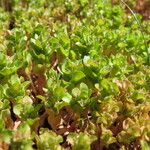 Lythrum borysthenicum Habit