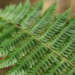 Dryopteris crassirhizoma List