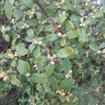 Myrsine africana Fula