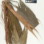 Geonoma leptospadix Fruto