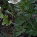 Anemone parviflora Агульны выгляд