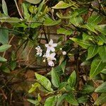 Solanum laxum Habitus