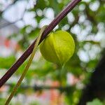 Clematis tangutica Floare