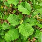 Alnus alnobetula Pokrój
