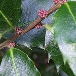 Ilex meserveae Rinde