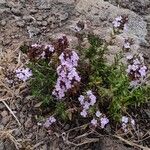 Micromeria herpyllomorpha Lapas