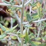 Teucrium marum 葉