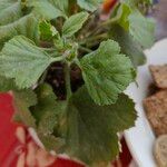 Pelargonium grandiflorumFolha