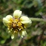 Tridax procumbens 花