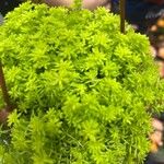 Sedum japonicum Hoja