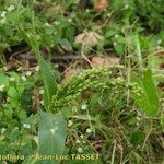 Panicum miliaceum Flor