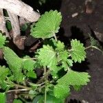 Urtica chamaedryoides Leaf