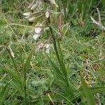 Epipactis palustris Flor